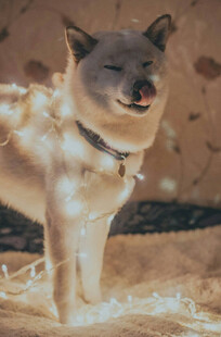 灯光环绕的可爱柴犬