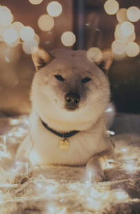 温馨灯光下惬意的柴犬