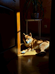 阳光下惬意的柴犬