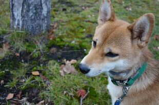 林间柴犬