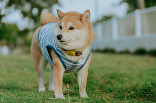 穿背心的可爱柴犬
