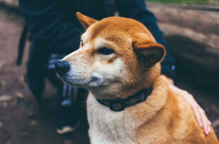 可爱柴犬户外乖巧模样