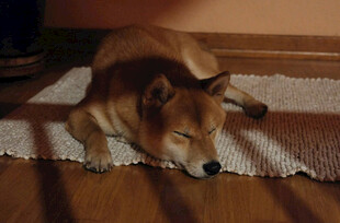 阳光下酣睡的柴犬