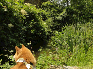 田园中的可爱猫咪