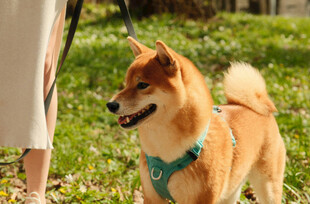 户外遛狗的可爱柴犬
