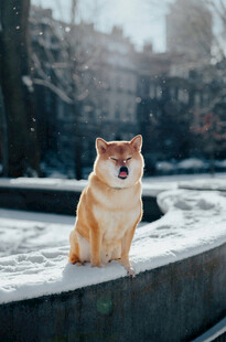 雪地中可爱的柴犬