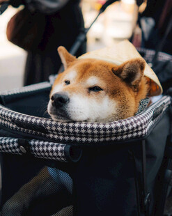 柴犬惬意躺推车