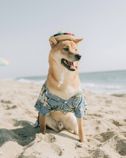 沙滩上穿花衣戴帽的萌犬