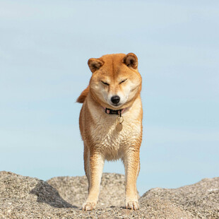 站立的柴犬