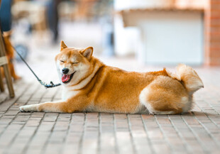 悠闲柴犬惬意躺于街道