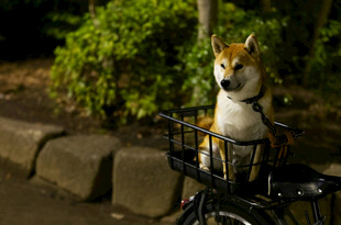 柴犬坐自行车筐超可爱