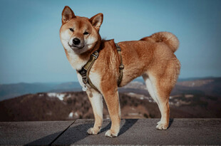 站立的帅气柴犬