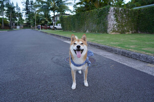 路上的开心柴犬
