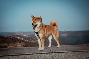 站在高处的可爱柴犬
