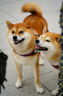 两只可爱柴犬街头卖萌