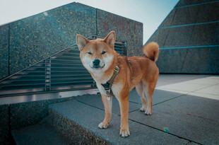 户外站立的可爱柴犬