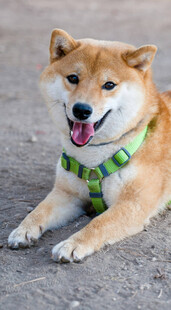趴着的可爱柴犬