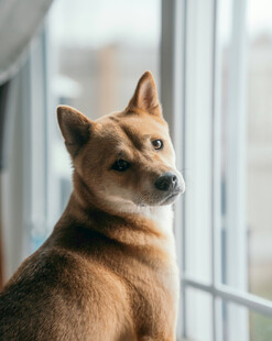 窗边可爱柴犬歪头凝视