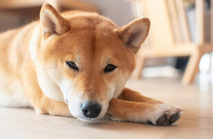 趴着的柴犬
