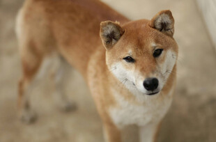 可爱柴犬站立模样
