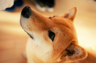仰头的可爱柴犬