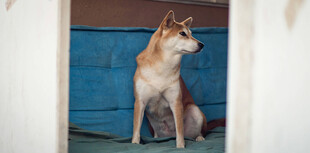 坐着的柴犬
