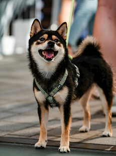 可爱柴犬户外开心站立