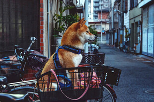 柴犬坐自行车筐街头漫步
