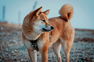 站立的柴犬眺望远方