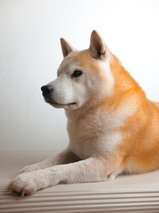 趴着的柴犬