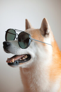 戴墨镜的俏皮柴犬