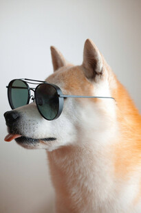 戴墨镜的俏皮柴犬