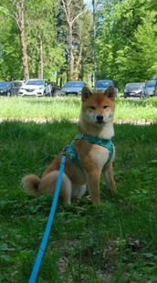 草地上的拴绳柴犬