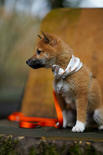 戴围巾的可爱小柴犬