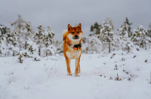 雪地中的独行犬