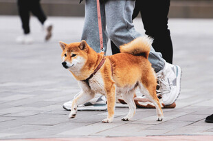 可爱柴犬被牵引漫步街头
