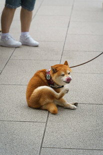 可爱柴犬被拴在户外