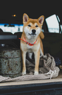 柴犬坐于车后萌态十足