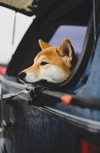 柴犬探出头享受车外风景