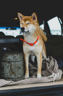 柴犬坐后备箱惬意模样