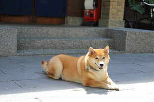 悠闲柴犬惬意躺于台阶