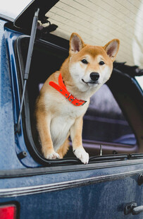 柴犬探身车窗外