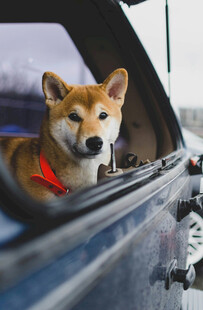 柴犬探身车窗外