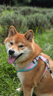 草地上微笑的可爱柴犬