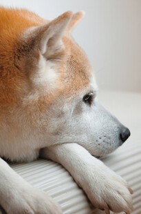 趴着的柴犬