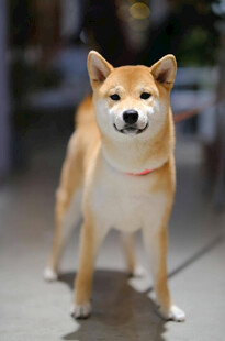 可爱站立柴犬