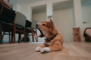趴着的可爱棕色小狗