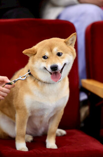 可爱柴犬坐于红椅上