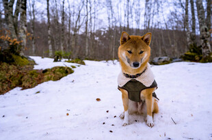 雪地中穿着衣服的可爱柴犬