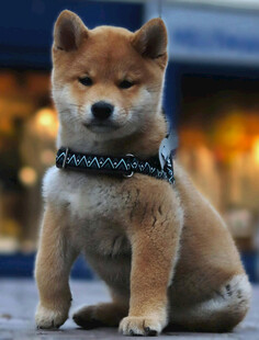 可爱柴犬戴项圈乖巧端坐